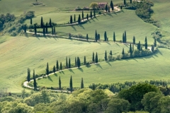 Curves and cypresses along a road in the Tuscan hills near Al Foce