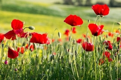 Closeup of red poppies in a poppy field in Tuscany